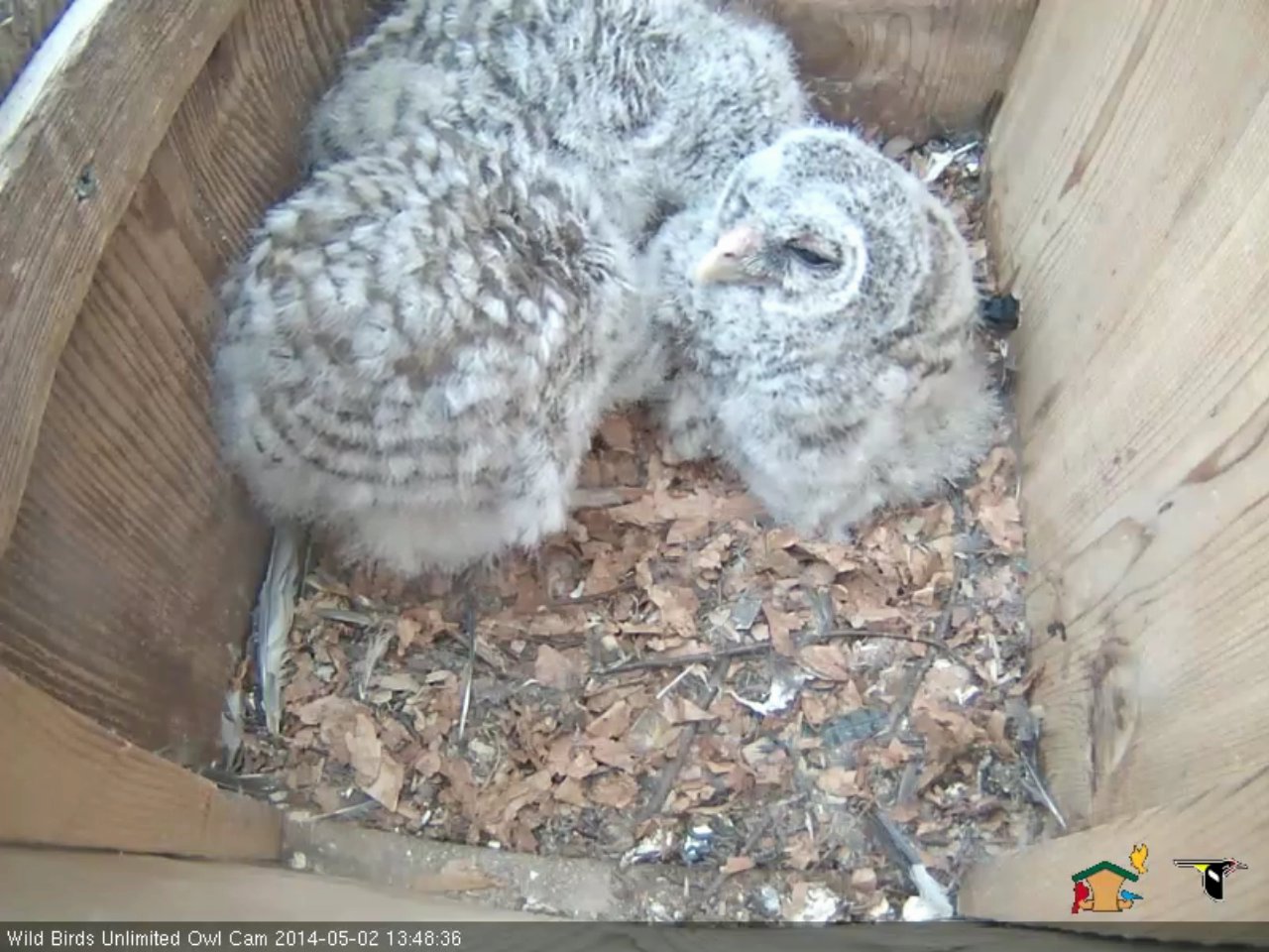 wild birds unlimited nest cam on livestream wild birds unlimited nest cam on livestream