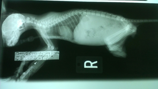 Cassidy's x-ray