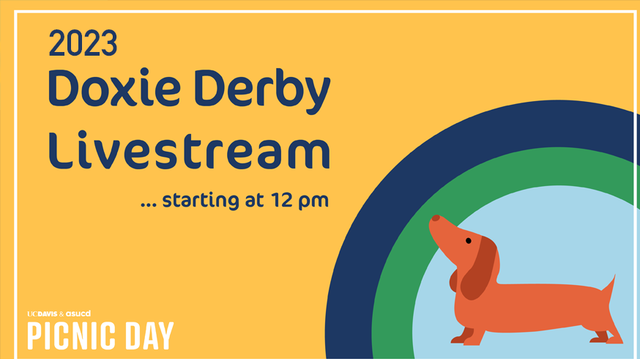 Doxie derby hot sale