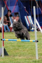 Nordic Championship in Agility 2013