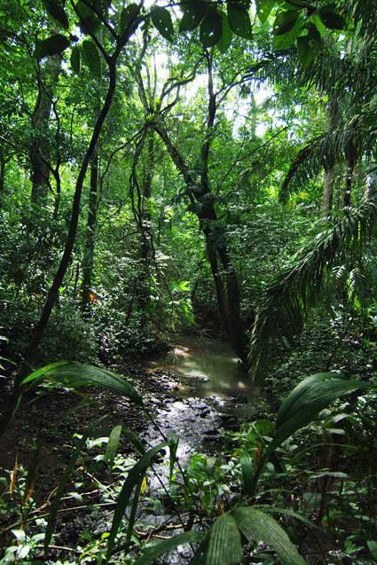 Live from the Rainforest in Panama on Livestream