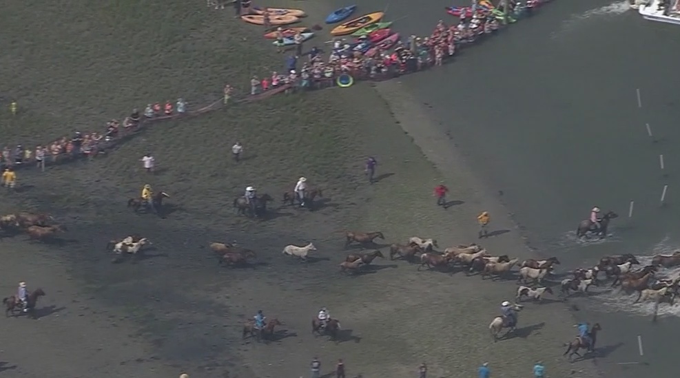 Chincoteague Pony Swim on Livestream