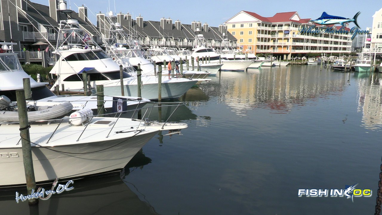 47th Annual White Marlin Open on Livestream