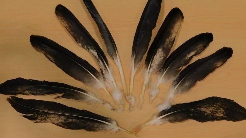 What Is The Significance Of Feathers In Native American Culture