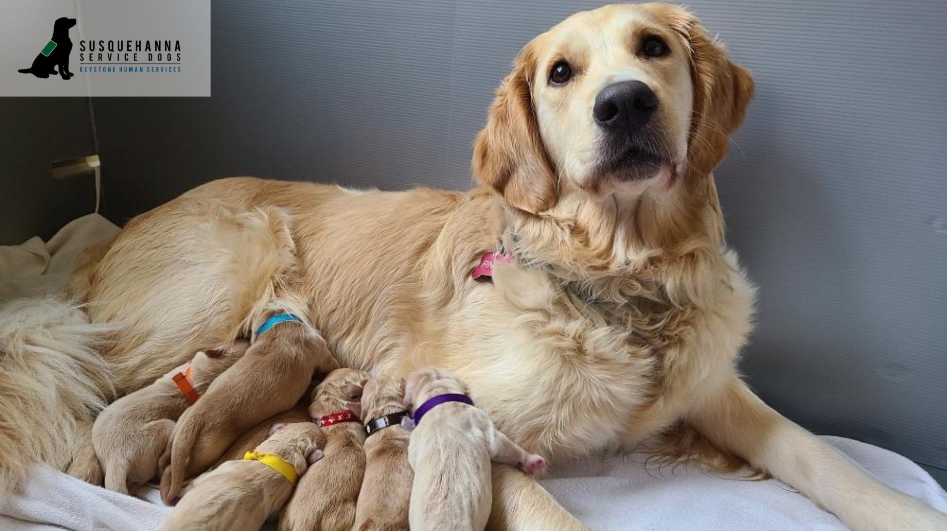 the-netherlands-litter-of-puppies-on-livestream