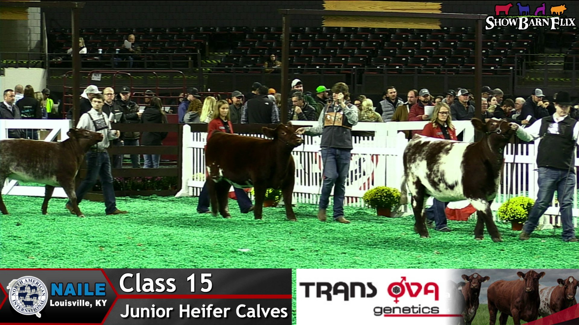 Junior Shorthorn Heifer Show NAILE 2022! on Livestream